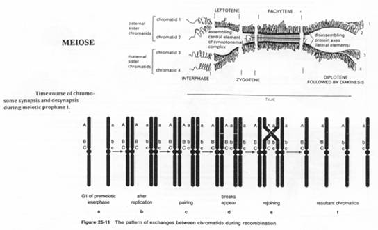 Méiose et formation de cellules reproductrices