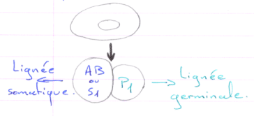 Ségrégation Soma / Germen