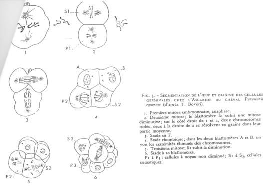 Cas d'Ascaris, reproduction