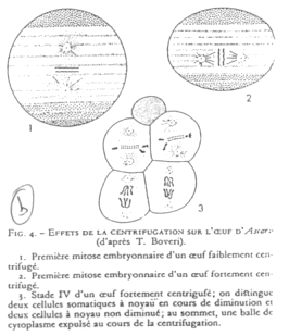 Centrage des oeufs d'Ascaris