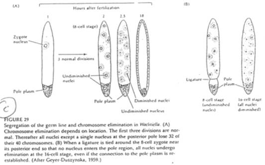 Plasme germinal