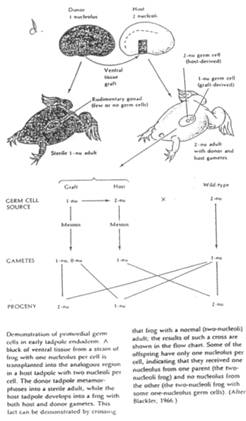 Lignée germinale d'amphibiens