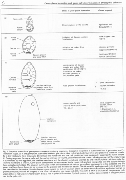 Oskar et Vasa, régulation de la reproduction