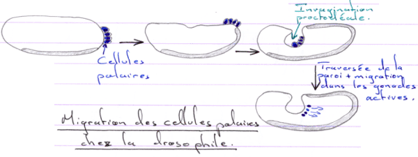 Migration de cellules polaires chez la drosophile