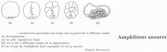 Amphibiens anoures, localisations germinales chez la grenouille