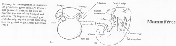 Mammifères, reproduction et cellules primordiales