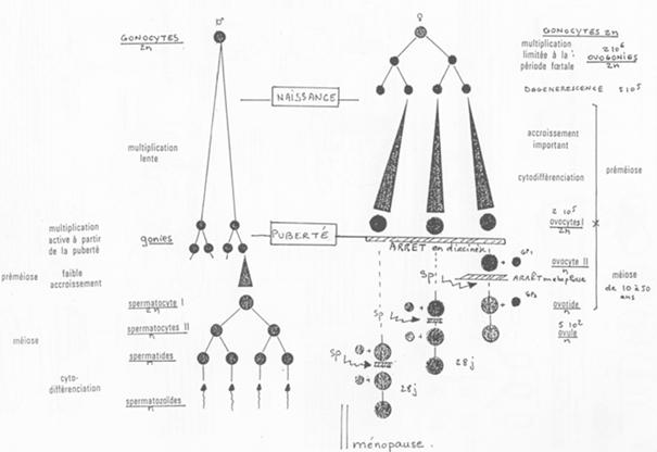 pourquoi la spermatogenese est un phenomene continu