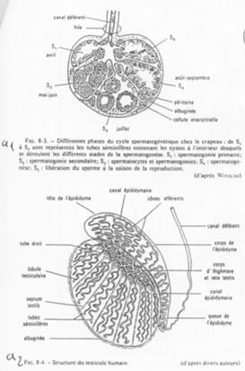 Description du testicule