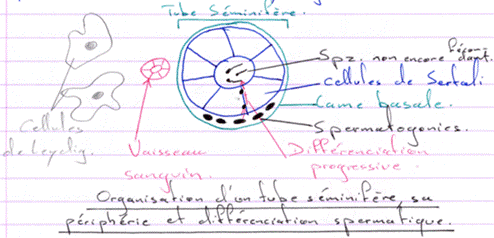 Organisation d'un tube séminifère, périphérie et différenciation spermatique