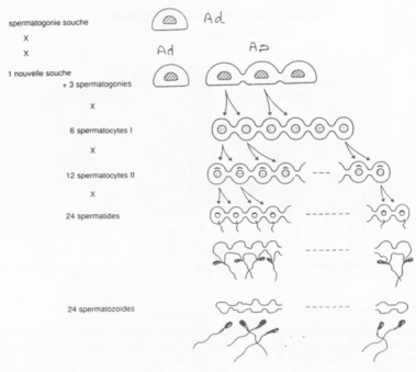 Cytodiérèse des cellules Ap