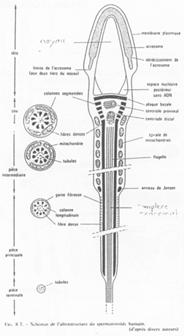 Organisation d'un spermatozoïde