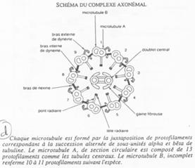 Microtubules, 2