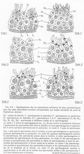 associations cellulaires des tubes séminifères