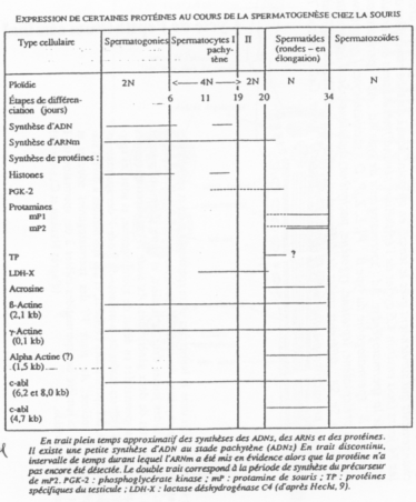 Expression de certaines protéines au cours de la spermatogenèse chez la souris