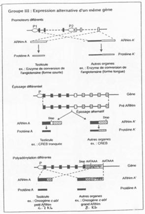 Expression alternative d'un même gène, reproduction