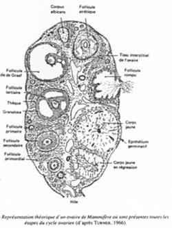 Ovaire de mammifère