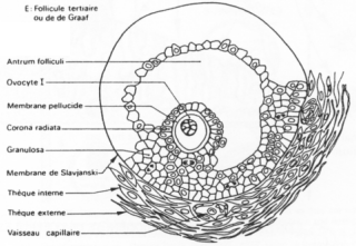 Follicule de GRaaf