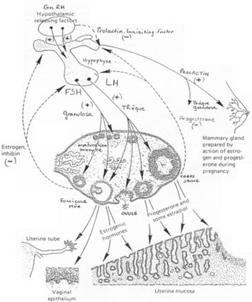 Contrôle hypothalamo-hypophysaire