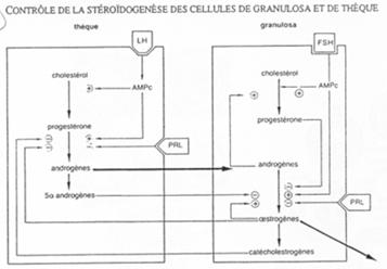 Contrôle de stéroïdogenèse des cellules de Granulosa et de thèque