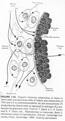 Relation entre la thèse et la granulosa