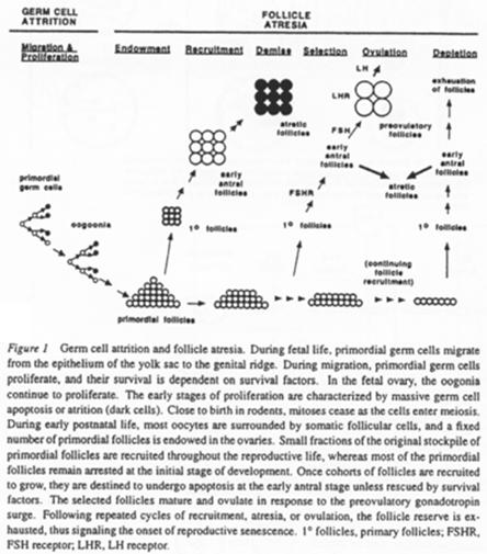 Cellules germinales et atrésie folliculaire