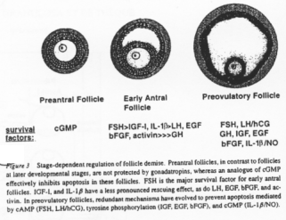 Régulation folliculaire