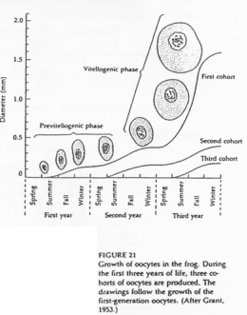 croissance des oocytes de grenouille