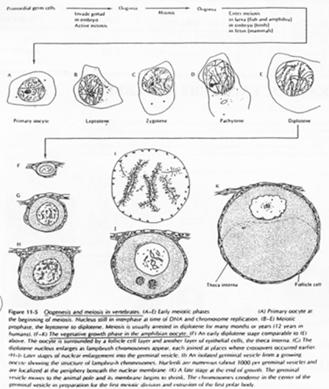 Production d'histones