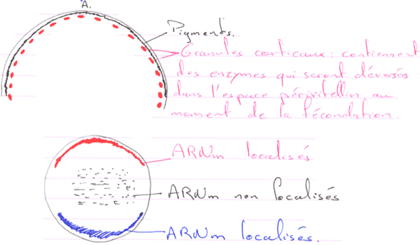 Granules corticaux