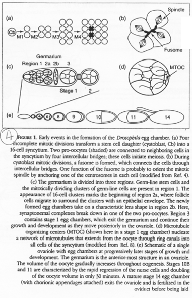 Formation de la drosophile