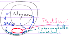 Noyau / Baldiani / ARN / Cytosquelette cortical