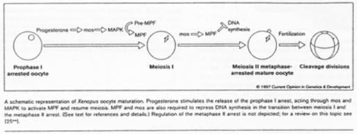 Maturation de l'ovocyte