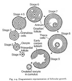 Croissance de follicules et représentations diagrammatique