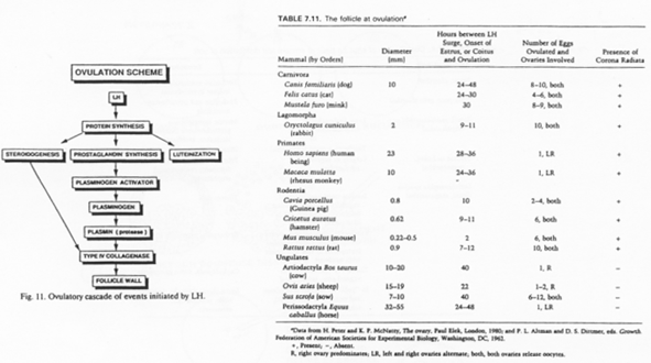 Synthèse de la prostaglandine