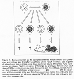 complémentarité des génotypes parentaux