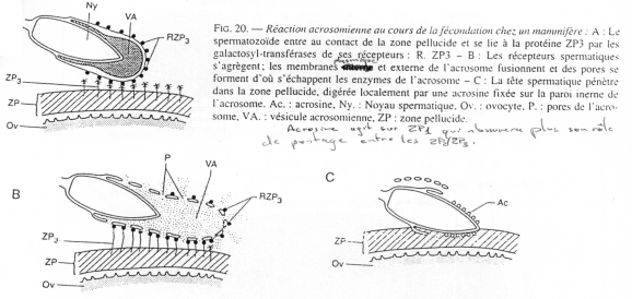 Réaction acrosomienne au cours de la fécondation chez un mammifère
