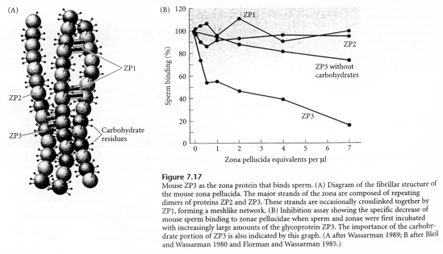 Molécules ZP1, ZP2, ZP3...