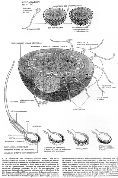 Réaction acrosomienne au cours de la fécondation chez un mammifère