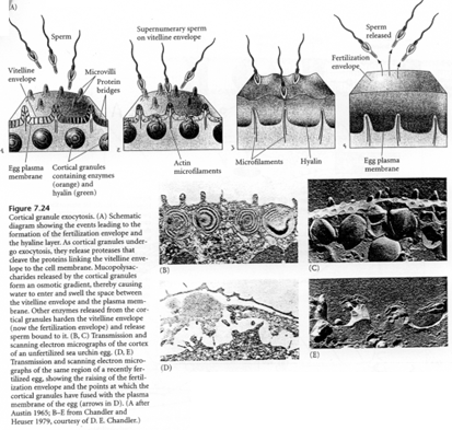 Exocytose de granules corticaux chez l'oursin (fécondation)