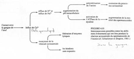 contacts avec la gangue de l'oeuf (oursin)