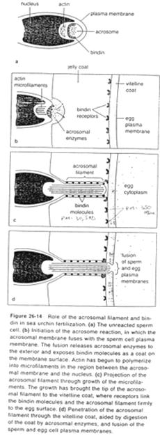 Rôle des filaments acrosomiques