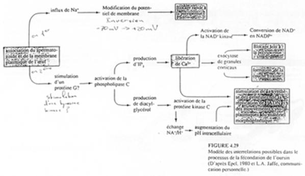 fusion membranaire des deux gamètes