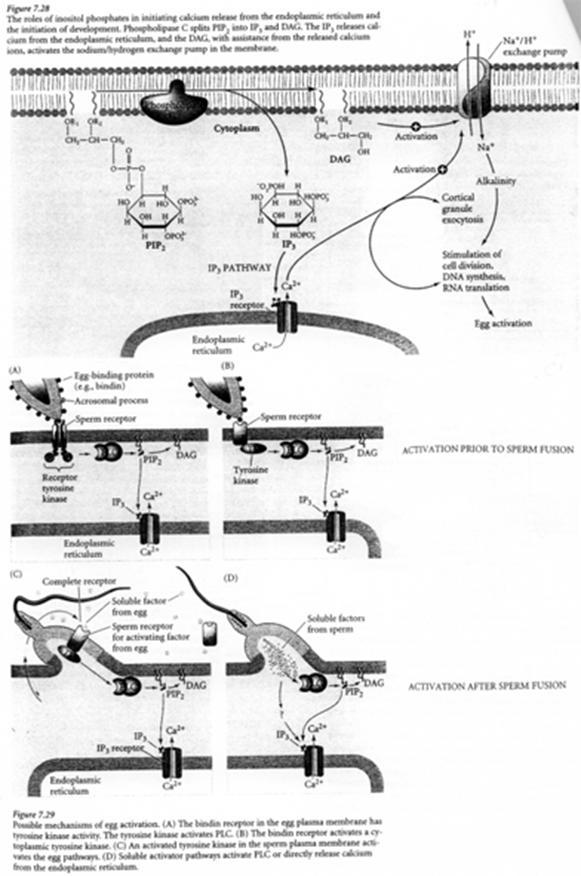 activation (fécondation)