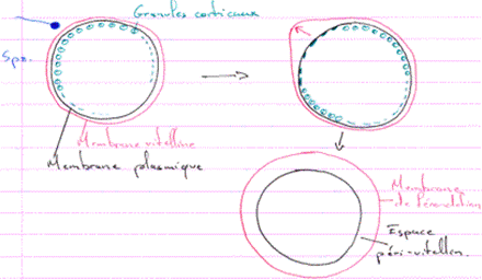 Evolution de granules corticaux