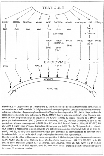 Glycoprotéine de contact