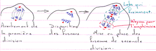 deux fuseaux de deuxième division méiotique