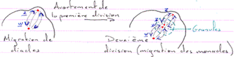 Migration des diades avortement de la première division et deuxième division