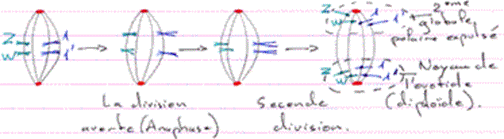 Solenobia, parthénogenèse, division 1 avortée