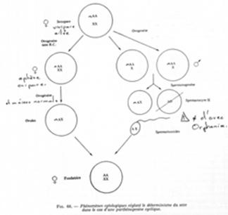 Parthénogenèse : détermination chromosomique