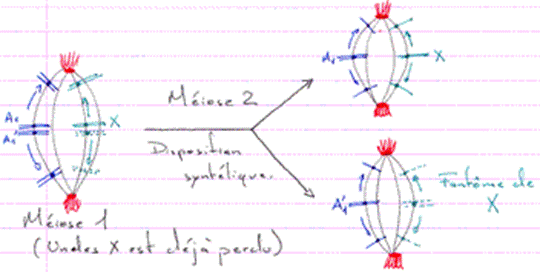 Parthénogenèse, phase de méiose 2